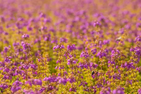 Erica cin. 'Golden Drop' - 1.5 Ltr pot - image 3