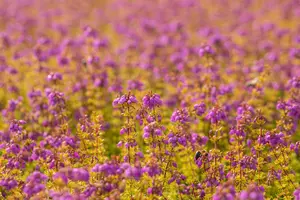 Erica cin. 'Golden Drop' - 1.5 Ltr pot - image 3