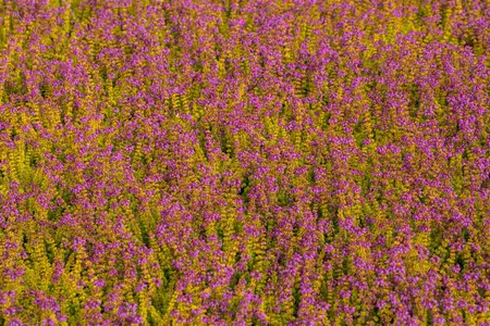 Erica cin. 'Golden Drop' - 1.5 Ltr pot - image 4