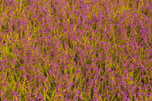 Erica cin. 'Golden Drop' - 1.5 Ltr pot - image 4