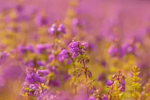 Erica cin. 'Golden Drop' - 1.5 Ltr pot - image 5