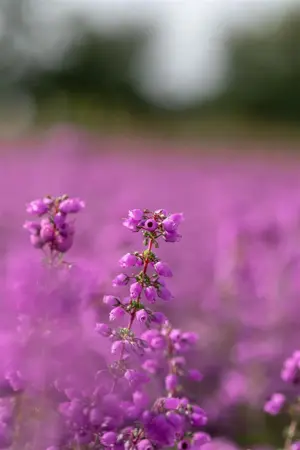 Erica cin. 'Pallas' - P10.5 - image 1