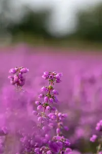 Erica cin. 'Pallas'