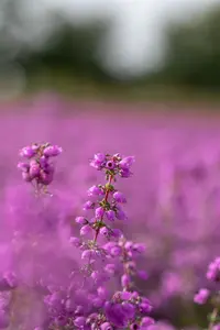 Erica cin. 'Pallas' - P9 - image 1