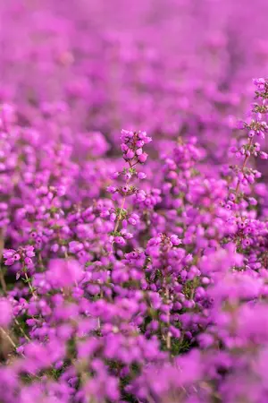 Erica cin. 'Pallas' - P9 - image 2