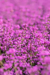 Erica cin. 'Pallas' - P9 - image 2