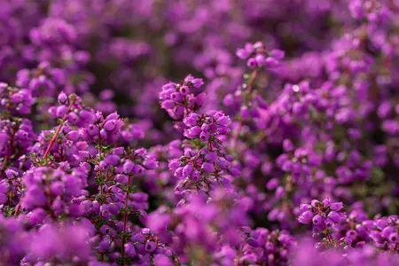 Erica cin. 'Pallas' - P9 - image 4