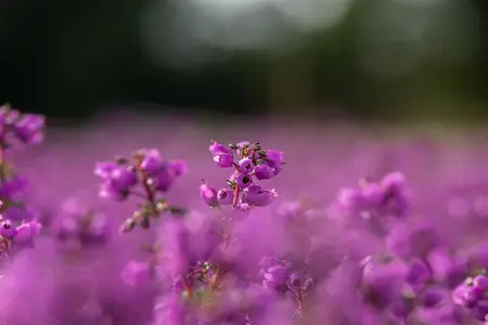 Erica cin. 'Pallas' - P9 - image 5