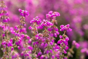 Erica cin. 'Pallas' - P9 - image 3