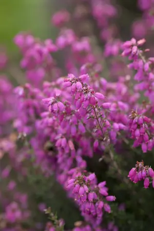 Erica cin. 'Sandpit Hill' - 1.5 Ltr pot - image 4