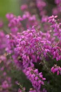 Erica cin. 'Sandpit Hill' - 1.5 Ltr pot - image 4