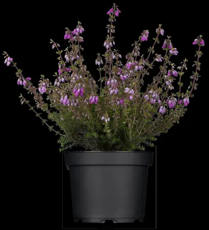 Erica cin. 'Sandpit Hill' - 1.5 Ltr pot - image 3