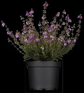 Erica cin. 'Sandpit Hill' - 1.5 Ltr pot - image 3