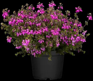 Erica cin. 'Sandpit Hill' - 1.5 Ltr pot - image 5