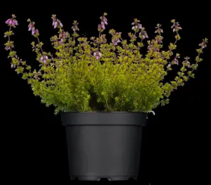 Erica cin. 'Sandpit Hill'