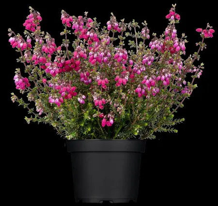 Erica cin. 'Sandpit Hill' - 1.5 Ltr pot - image 2