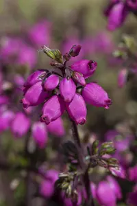 Erica cinerea - P12 - image 2