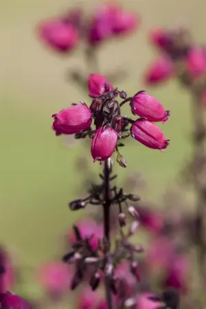 Erica cinerea - P12 - image 3