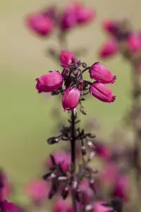 Erica cinerea - P12 - image 3