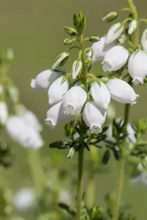 Erica cinerea - P12 - image 4