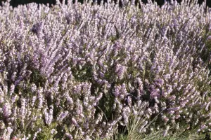 Erica darl. 'Darley Dale' - 1.5 Ltr pot - image 3