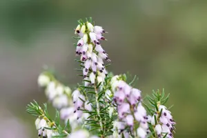 Erica darl. 'Darley Dale' - P9 - image 5