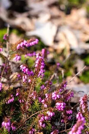 Erica darl. 'Eva Gold'?  - 1.5 Ltr pot - image 3