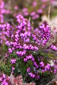Erica darl. 'Eva Gold'?  - 1.5 Ltr pot - image 5