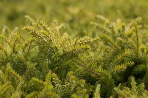 Erica darl. 'Eva Gold'? - 1.5 Ltr pot - image 5
