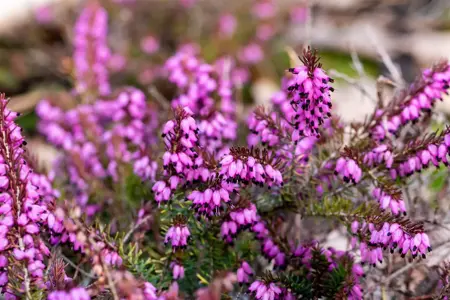 Erica darl. 'Eva Gold'?  - 1.5 Ltr pot - image 4