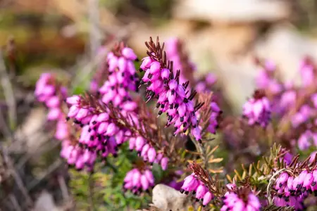 Erica darl. 'Eva Gold'?  - 1.5 Ltr pot - image 2