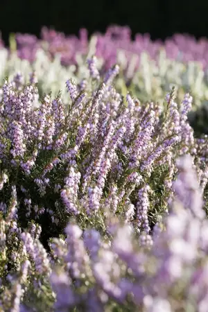 Erica darl. 'Mary Helen' - P12 - image 5