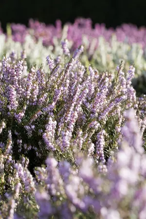 Erica darl. 'Mary Helen' - 1.5 Ltr pot - image 5