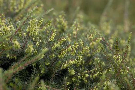 Erica darl. 'Mary Helen' - P9 - image 1