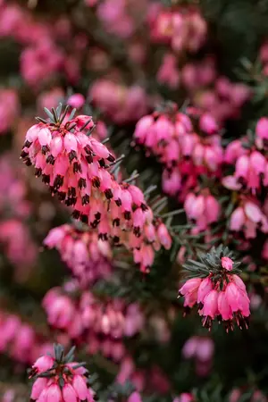 Erica darl. 'Pink Harmony'? - P12 - image 2