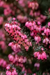 Erica darl. 'Pink Harmony'? - P12 - image 2