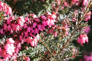 Erica darl. 'Pink Harmony'?