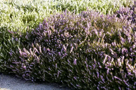 Erica darl. 'Rubens Rote' - P12 - image 4