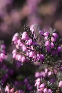 Erica darl. 'Rubina' - 1.5 Ltr pot - image 2