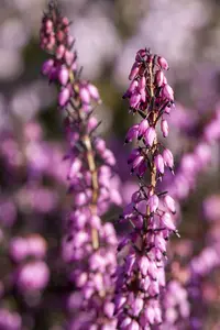 Erica darl. 'Rubina'
