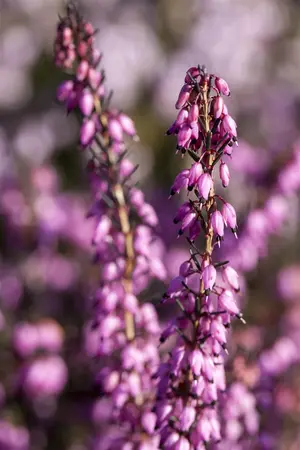 Erica darl. 'Rubina' - 3 Ltr pot - image 1