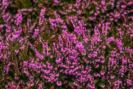 Erica darl. 'Rubina' - 1.5 Ltr pot - image 5