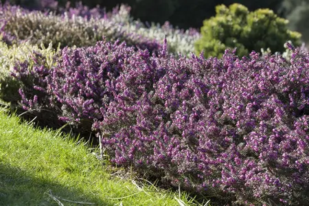 Erica darl. 'Rubina' - 5 Ltr pot - image 4