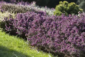 Erica darl. 'Rubina' - 5 Ltr pot - image 4