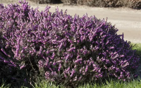 Erica darl. 'Rubina' - 1.5 Ltr pot - image 3