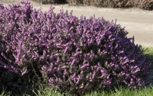 Erica darl. 'Rubina' - 1.5 Ltr pot - image 3