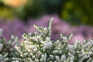 Erica darl. 'Silberschmelze' - P9 - image 5
