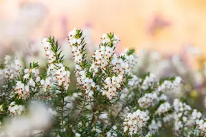 Erica darl. 'Silberschmelze'