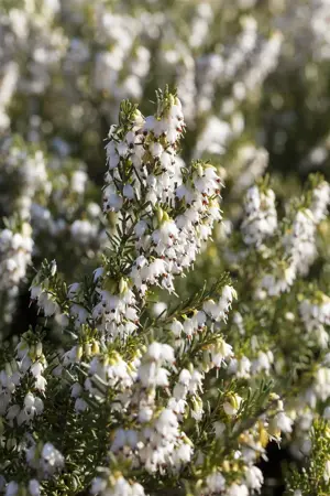 Erica darl. 'White Perfection' - 1.5 Ltr pot - image 3