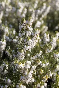 Erica darl. 'White Perfection' - 1.5 Ltr pot - image 3